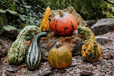 Pumpkins kept on rock outdoors