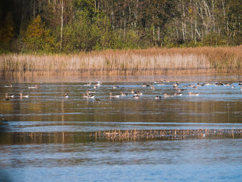 View of ducks swimming in lake