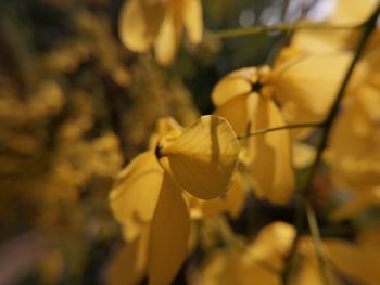 Close-up of yellow flowering plant