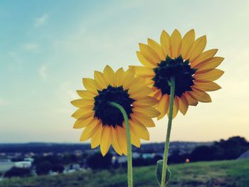 Close-up of sunflower blooming in field against sky