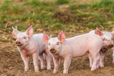 Young pigs kept in free range