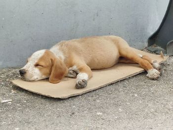High angle view of dog sleeping on footpath