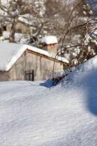 Snow covered plant against house