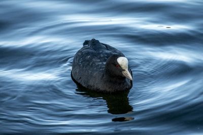 High angle view of duck swimming in lake