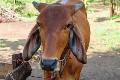 Close-up of horse standing on field