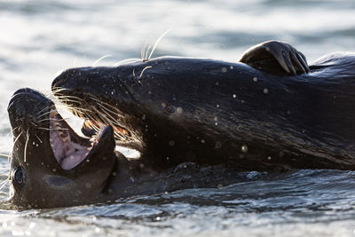 Young male grey seals trainig for later fights.