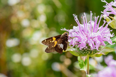 Close-up of butterfly pollinating on purple flower