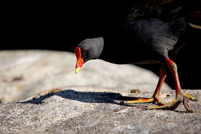 Close-up of black swan