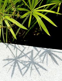 High angle view of potted plant on sunny day