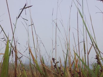 Close-up of wheat field against clear sky