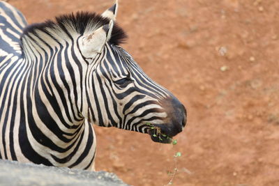 Close-up of zebra drinking in zoo