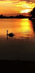Silhouette bird on a lake