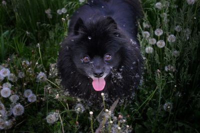 Portrait of black dog sticking out tongue on field