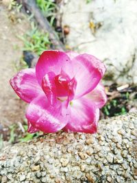 Close-up of pink rose flower