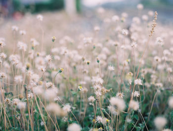 Close-up of white flowering plants on field