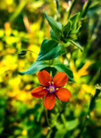 Close-up of flower blooming outdoors