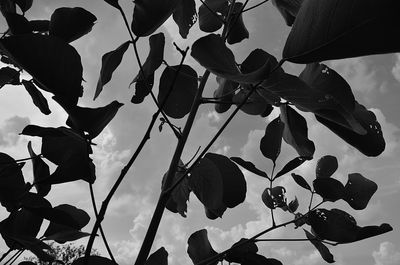 Low angle view of leaves hanging on tree against sky