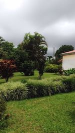 Trees and plants growing on field against storm clouds