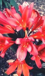 Close-up of pink flowers