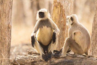 Monkey sitting in a zoo