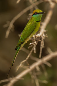 Close-up of bird perching on branch