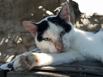 Close-up portrait of a cat