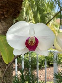 Close-up of white flowering plant