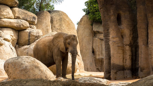 Close-up of elephant