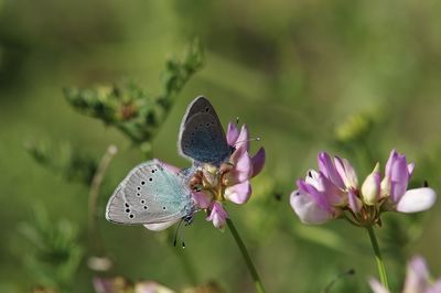 Close-up of butterflies mating on purple flower