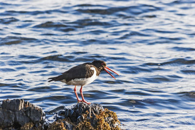 Close-up of bird perching on water