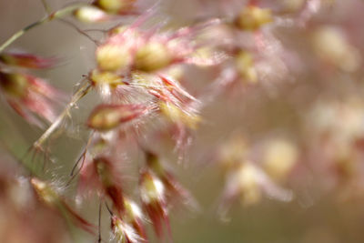 Close-up of flower buds