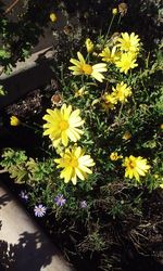 High angle view of yellow flowering plant