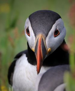 Close-up of puffin