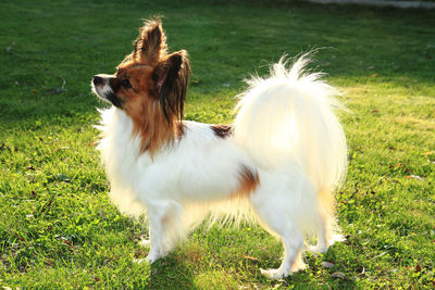 Portrait of a dog on field