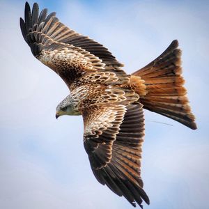 Low angle view of eagle flying