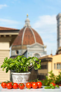 Potted plants amidst cherry tomatoes against sky