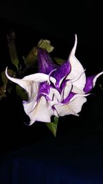 Close-up of purple orchids against black background