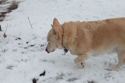 Cold, white dog navigating through snowy ground