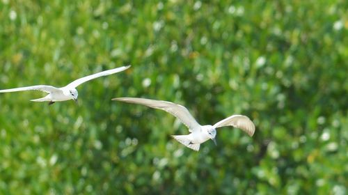 Bird flying against blurred background