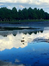 Birds by lake against sky