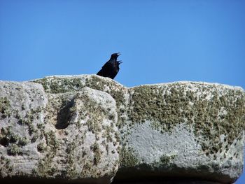 Low angle view of bird perching on rock