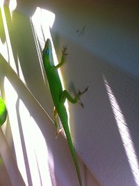 High angle view of lizard on leaf