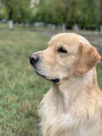 Close-up of dog looking away