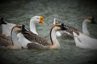 Ducks swimming in lake