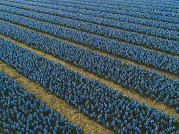 Full frame shot of corn field