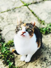 Portrait of a cat looking up