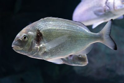 Beautiful sea bream, gilt-head or orata underwater with dark background, close up