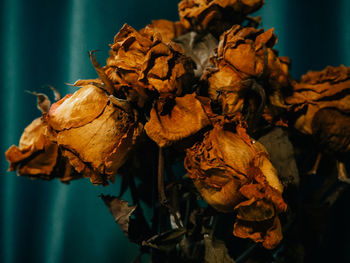 Close-up of wilted flower on dry leaf