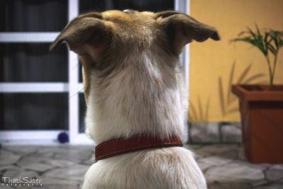 Close-up of a dog looking away at home