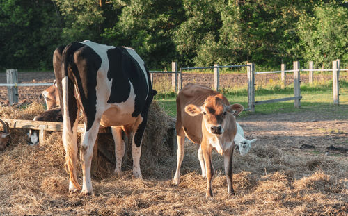 Cows in a field